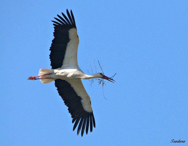 Cegonha-branca. Ciconia ciconia