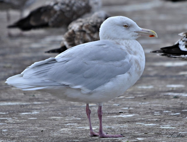 Gaivota-polar. Larus glaucoides