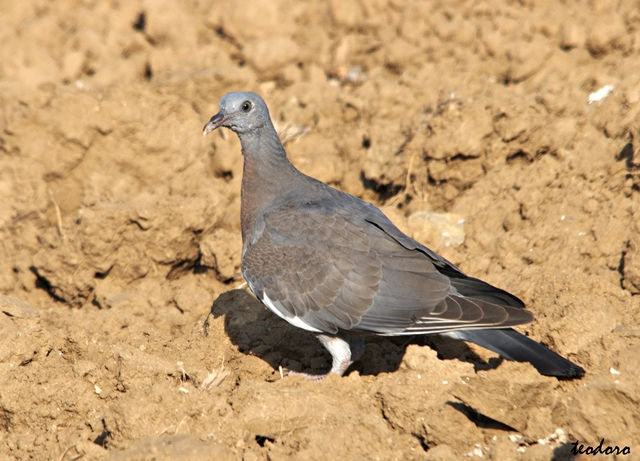 Pombo-torcaz. Columba palumbus