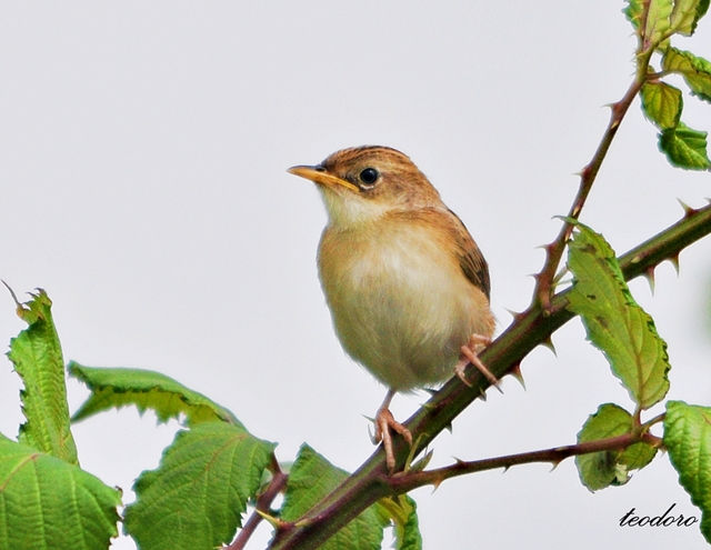 Fuinha-dos-juncos. Cisticola juncidi