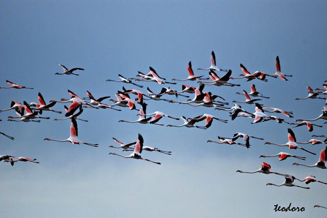 Flamingo. Phoenicopterus ruber