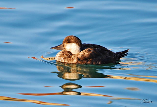 Pato-preto. Melanitta nigra