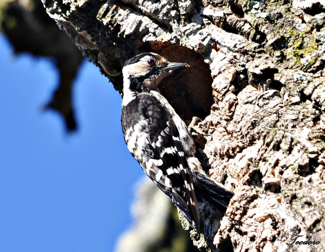 Pica-pau galego. Dendrocopos minor