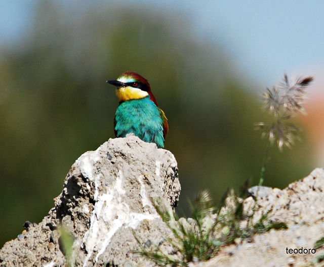 Abelharuco. Merops apiaster