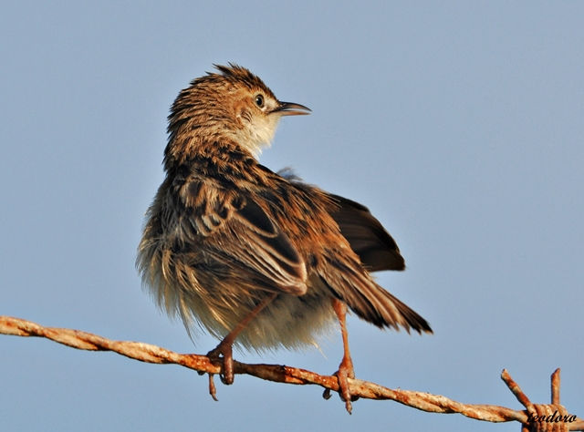Fuinha-dos-juncos. Cisticola juncidi