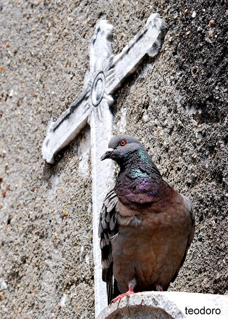 Pombo (doméstico). Columba livia