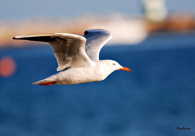 Gaivota-de-bico-fino. Larus genei