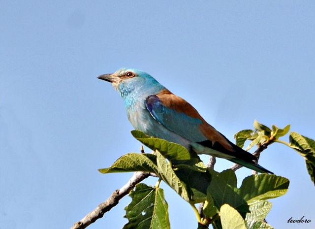 Rolieiro. Coracias garrulus