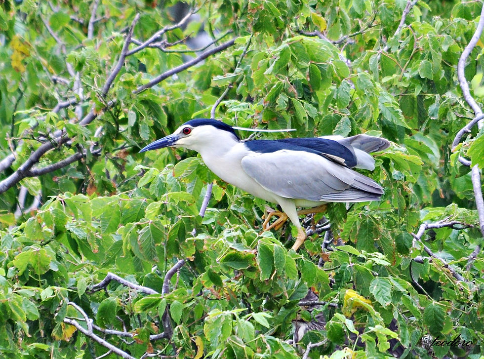 Goraz. Nycticorax nycticorax