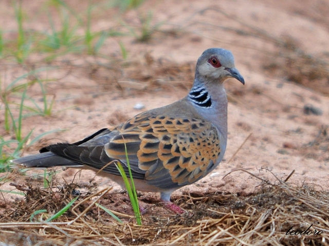 Rola-brava. Streptopelia turtur