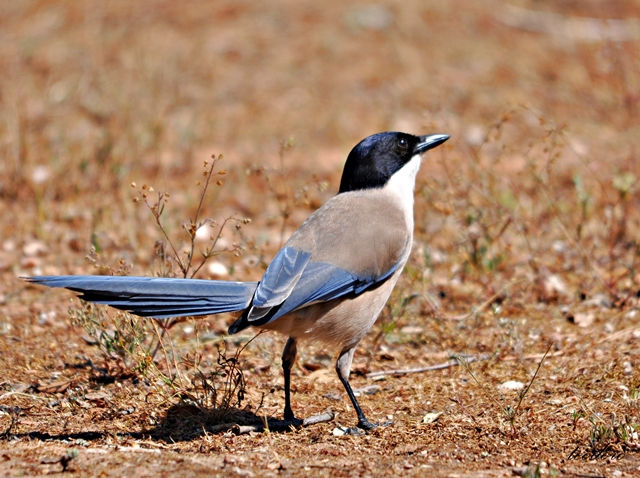 Pega-azul. Cyanopica cyana