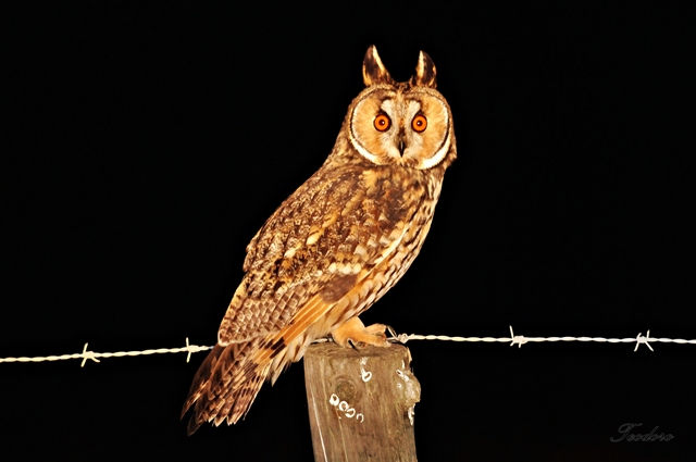 Bufo-pequeno. Asio otus