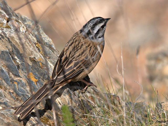 Cia. Emberiza cia