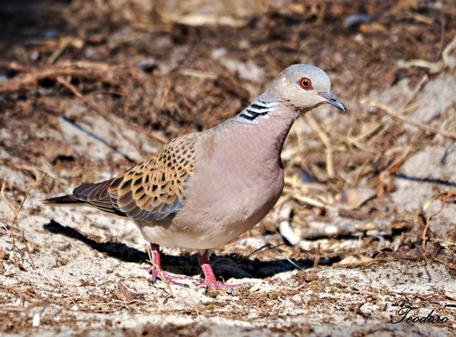 Rola-brava. Streptopelia turtur