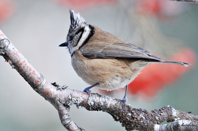 Chapim-de-poupa. Parus cristatus