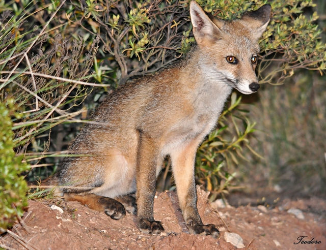 Raposa