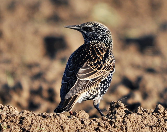 Estorninho-malhado. Sturnus vulgaris