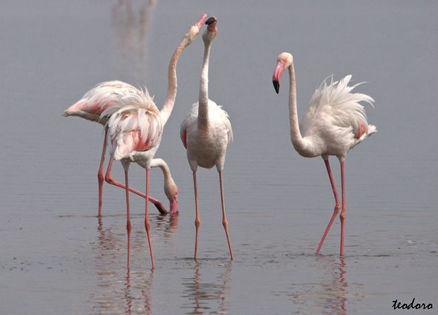 Flamingo. Phoenicopterus ruber