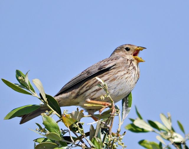Trigueirão. Miliaria calandra