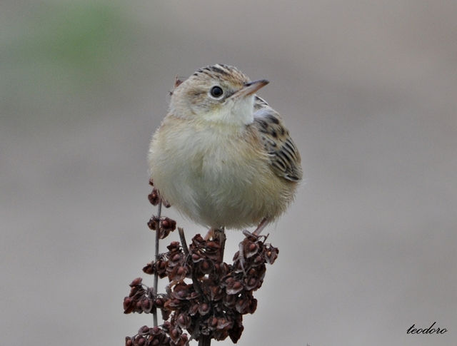 Fuinha-dos-juncos. Cisticola juncidi