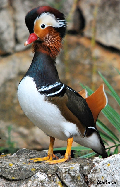 Pato-mandarim