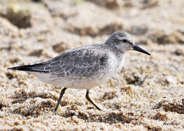 Seixoeira. Calidris canutus