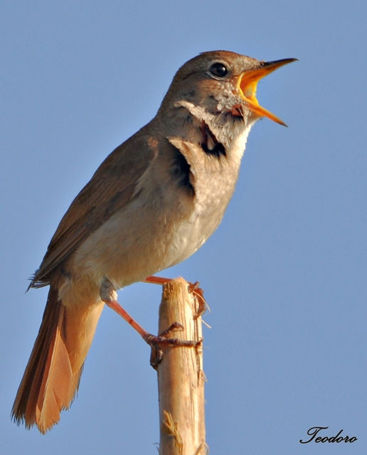 Rouxinol. Luscinia megarhynchos