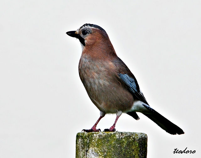 Gaio- Garrulus glandarius