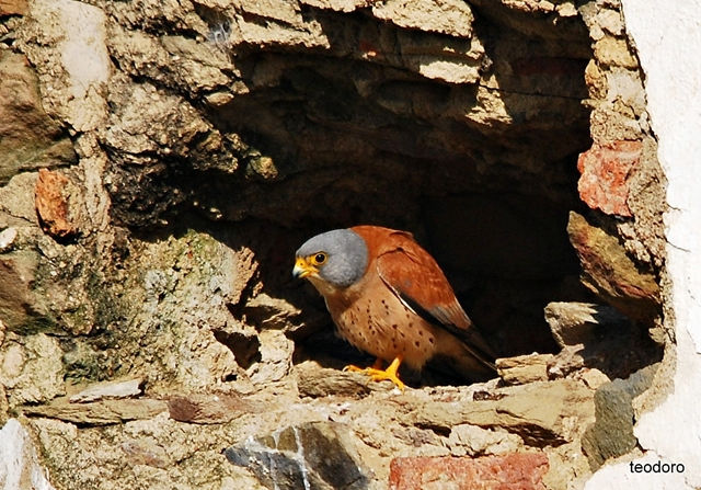 Peneireiro-das-torres. F. naumanni