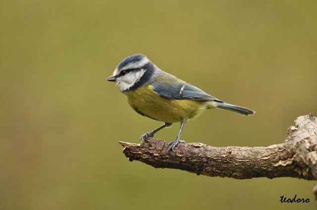 Chapim-azul. Parus caeruleus