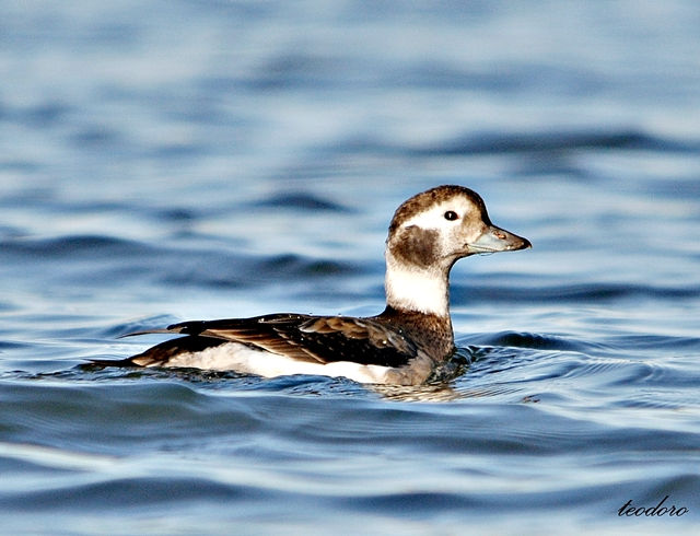 Pato-rabilongo. Clangula hyemalis