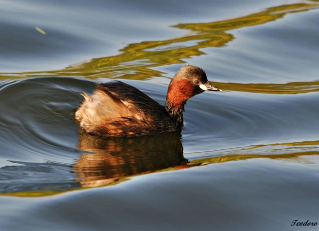 Mergulhão-pequeno. Tachb. ruficollis