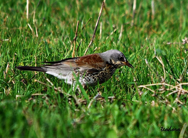Tordo-zornal. Turdus pilaris