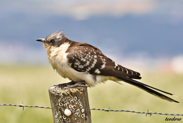 Cuco-rabilongo. Clamator glandarius