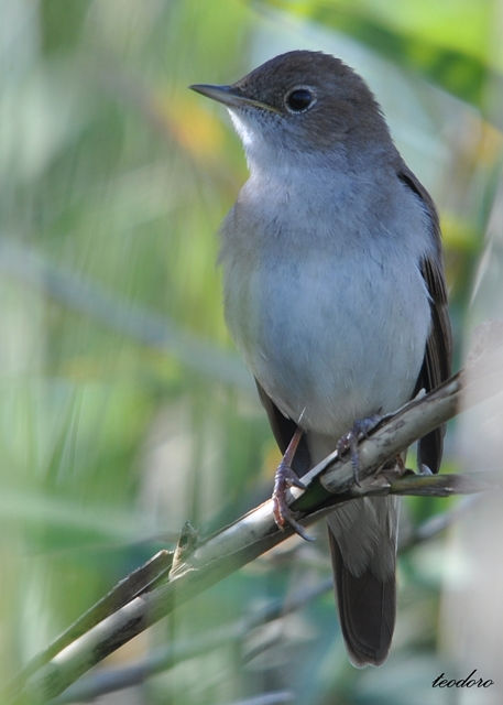Rouxinol. Luscinia megarhynchos