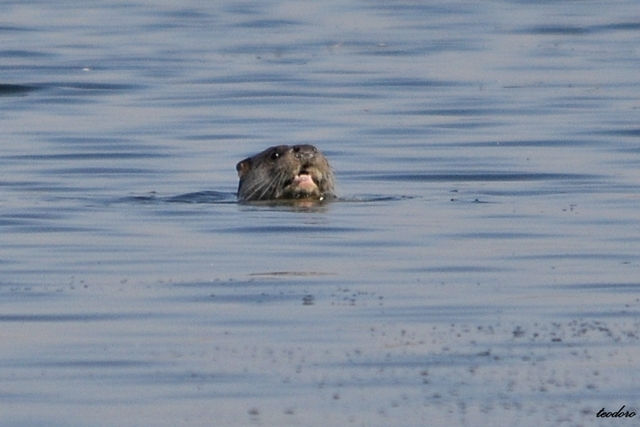 Lontra