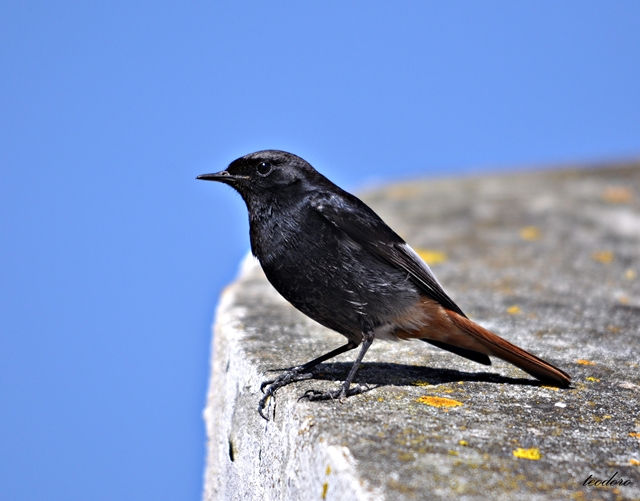 Rabirruivo-preto. Phoenicurus ochr.