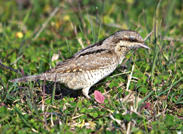 Torcicolo. Jynx torquilla
