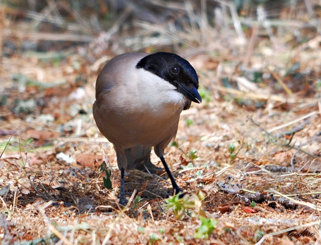 Pega-azul. Cyanopica cyana