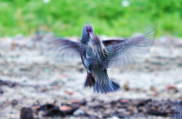 Estorninho-malhado. Sturnus vulgaris