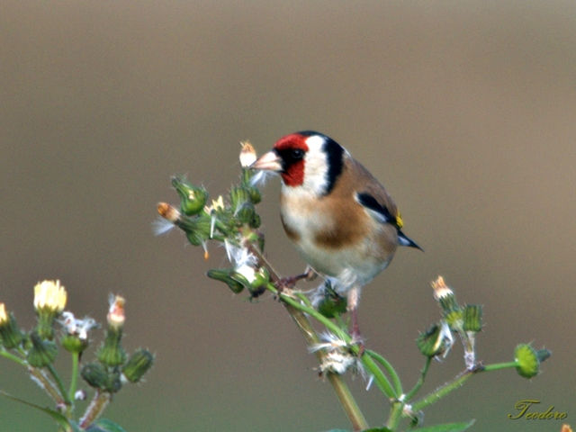 Pintassilgo. Carduelis carduelis