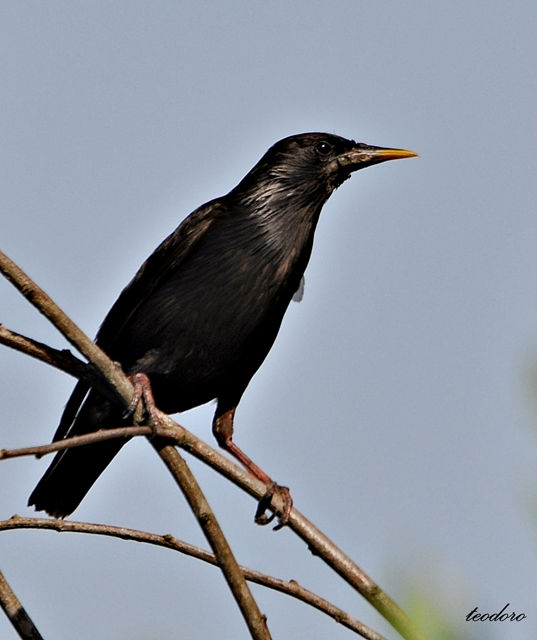 Estorninho-preto. Sturnos unicolor