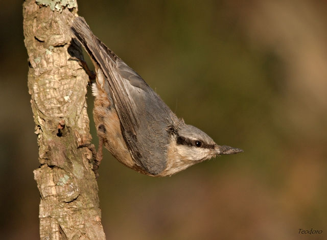 Trepadeira-azul. Sitta europaea