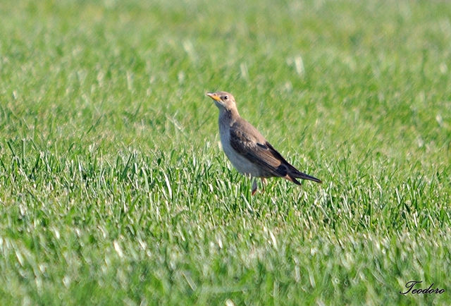 Estorninho-rosado. Sturnus roseus