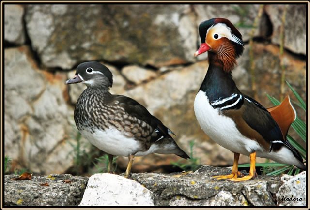 Pato-mandarim