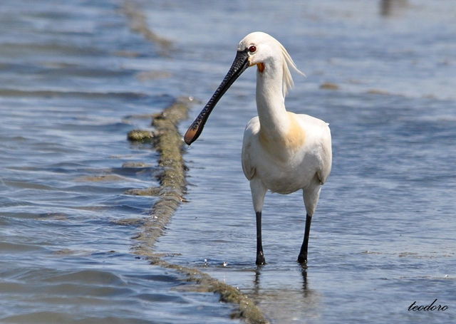 Colhereiro. Platalea leucorodia