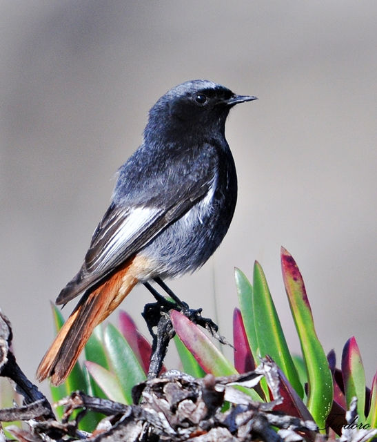 Rabirruivo-preto. Phoenicurus ochr.