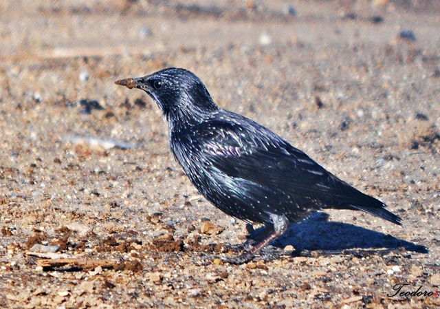 Estorninho-malhado. Sturnus vulgaris
