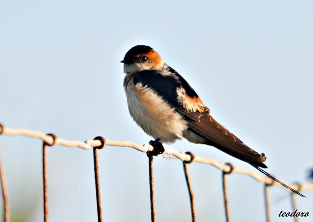 Andorinha-daurica. Hirundo daurica