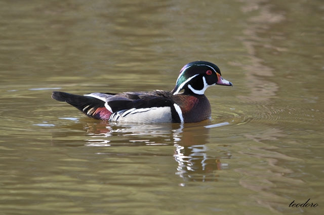 Pato-carolino.